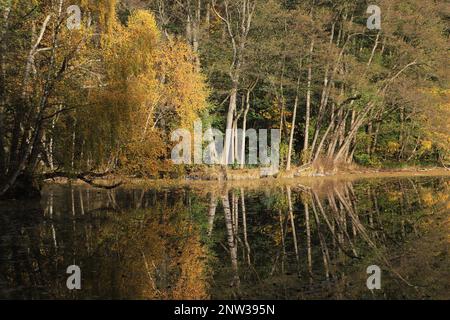 Le Mühlenteich (étang du moulin) au château de Dammsmühle en automne, état fédéral de Brandebourg - Allemagne Banque D'Images