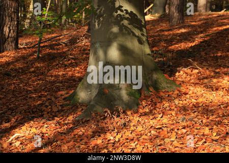 Un beau hêtre, racines du hêtre, au Mühlenteich (étang du moulin) au château de Dammsmühle en automne, état fédéral de Brandebourg - Allemagne Banque D'Images