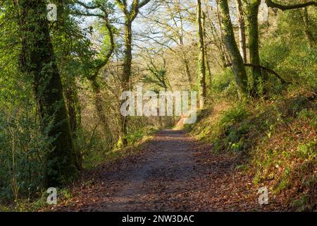 Un sentier à travers Burridge Woods près de Dulverton dans le parc national Exmoor, Somerset, Angleterre. Banque D'Images