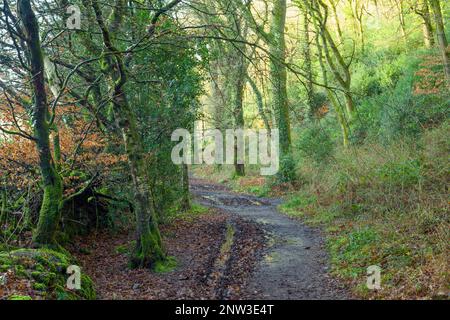 Un sentier à travers Burridge Woods près de Dulverton dans le parc national Exmoor, Somerset, Angleterre. Banque D'Images