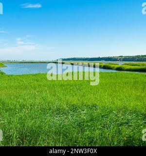 Lac, épaisches de roseaux et ciel bleu. Ukraine. Région d'Odessa. Banque D'Images