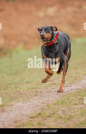 Un cliché vertical d'un Dobermann sur un sentier dans une terre herbacée Banque D'Images