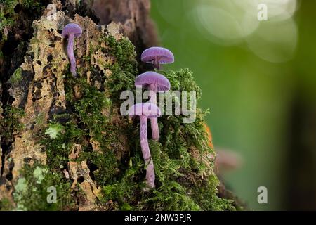 Un groupe de champignons améthystes (laccaria améthystinina) sur une souche d'arbre Banque D'Images