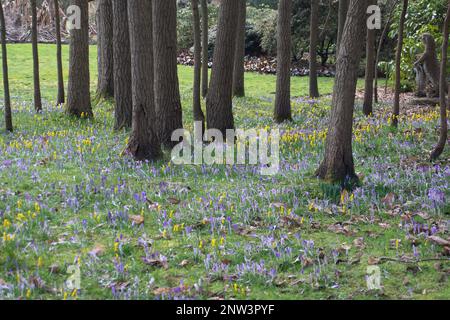 Englefield Green, Egham, Surrey, Royaume-Uni. 25th février 2023. Un joli tapis de crocus pourpre et de petits jonquilles. Il y avait un réel sentiment de printemps aujourd'hui au Savill Garden, car les plantes étaient en fleurs. Le Savill Garden est un jardin ornemental situé dans le parc de Windsor Great Park. Crédit : Maureen McLean/Alay Banque D'Images