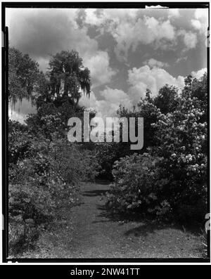 Middleton place, Ashley River vic., comté de Dorchester, Caroline du Sud. Carnegie Etude de l'architecture du Sud. États-Unis Caroline du Sud Dorchester County Ashley River vic, Gardens, mousse espagnole. Banque D'Images