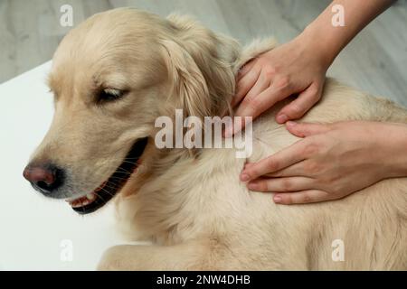 Femme vérifiant la peau du chien pour des tiques sur fond flou, gros plan Banque D'Images