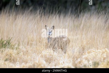 Cerf de Virginie dans l'herbe haute Banque D'Images
