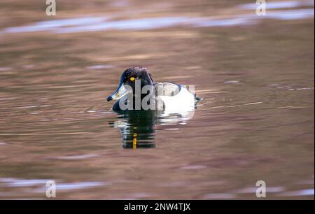 Canard touffeté irisé sur l'eau au soleil Banque D'Images