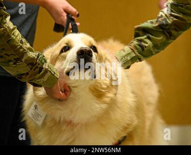 APPA, un grand chien de service pyrenes, reçoit des animaux de compagnie des aviateurs qui font partie du groupe médical 633d pendant la semaine d'appréciation du corps de science biomédicale (BSC) à la base conjointe Langley-Eustis, Virginie, le 25 janvier 2023. Le BSC est l'un des corps les plus diversifiés du Service médical de la Force aérienne, avec plus de 2 400 officiers, 5 800 membres inscrits et 1 000 civils, couvrant 13 professions distinctes sous une seule bannière. Banque D'Images