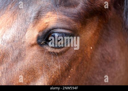 Gros plan sur une tête de cheval avec des détails sur l'œil Banque D'Images