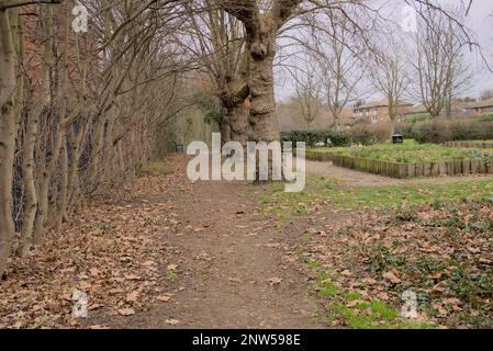 Londres, Royaume-Uni, 12 février 2023 : passerelle dans le parc forestier en hiver à Londres Banque D'Images