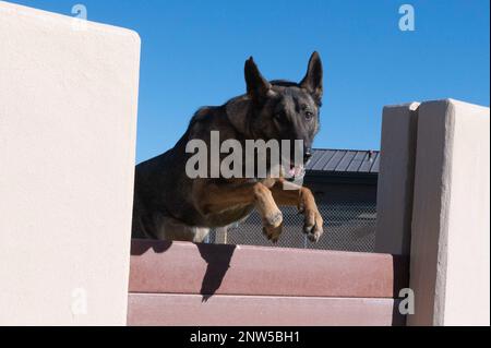 ÉTATS-UNIS Le sergent d'état-major de la Force aérienne Charles Gaines, entraîneurs de chiens de travail militaires de l'escadron 47th des forces de sécurité, forme le chien de travail militaire Toku, pour sauter un obstacle dans la zone d'entraînement de chiens de travail militaires de l'escadron 47th des forces de sécurité à la base aérienne de Laughlin, Texas, le 13 janvier 2023. Les chiens de travail militaires fournissent une variété de services, y compris la détection des explosifs et la recherche de drogues, le suivi du personnel et des suspects, la patrouille des zones restreintes et la protection des installations militaires. Banque D'Images