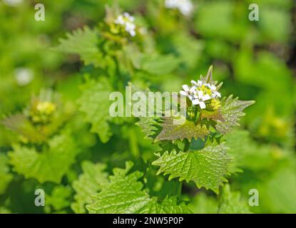 Moutarde à l'ail à fleurs, Alliaria petiolata, au printemps Banque D'Images