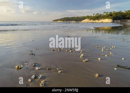 Plage à marée basse avec des coquilles d'huîtres lavées à terre sur la côte ouest de l'Atlantique France près de Royan, Charente-Maritime, France Banque D'Images