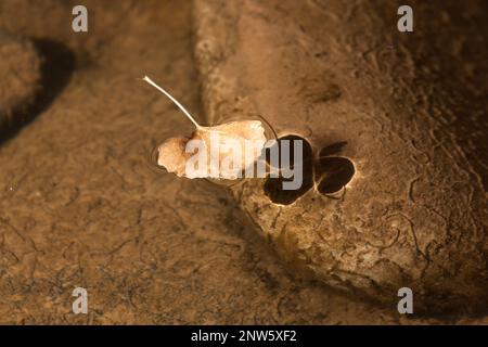 Une petite feuille morte et de la poussière flottant à la surface d'une crique STILL sous le soleil de l'après-midi dans le parc national de Zion, Utah. Banque D'Images