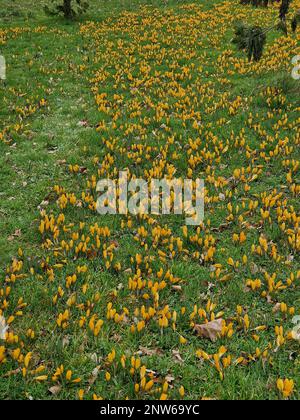 Fleurs d'hiver de grand Crocus hollandais jaune doré vu croissant dans la pelouse verte. Banque D'Images