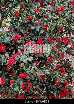 Gros plan de l'arbuste de jardin à feuilles persistantes Camellia Freedom Bell avec fleurs rouges fleuries en hiver. Banque D'Images