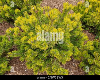 Gros plan de la conifère de pin à croissance lente et basse Pinus mungo Wintergold vue à la frontière du jardin. Banque D'Images