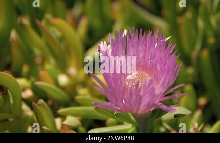 Karkalla ou pigface. Karkalla en fleur. Fleur de pupple en fleur. Carpobrotus rossii Banque D'Images