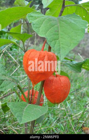 En été, les physalis de la famille des nightShade poussent dans le jardin Banque D'Images