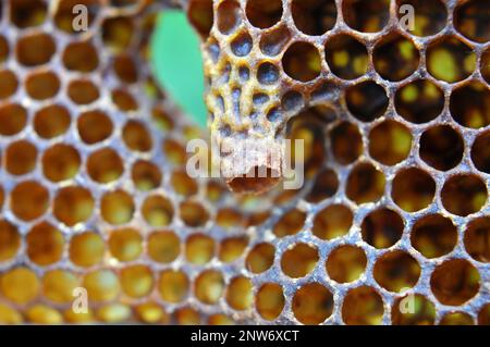 Une chambre queen ouverte d'où a émergé une abeille queen nouveau-né Banque D'Images