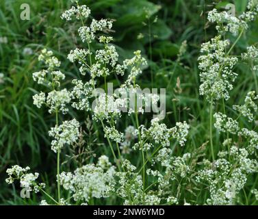 Galium pousse dans un pré dans la nature Banque D'Images