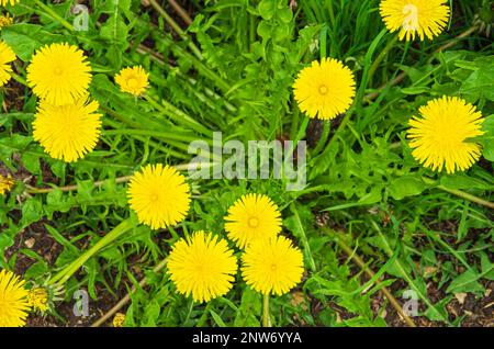 Une plante de pissenlit à fleurs, Taraxacum officinale, vue directement d'en haut. Banque D'Images