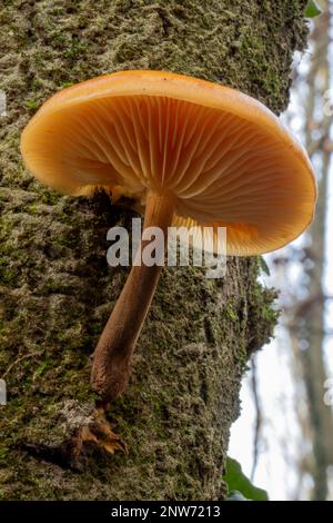 Hiver jaune champignons comestibles Flammulina velutipes sur l'arbre. Également connu sous le nom d'Enokitake ou Enoki au Japon. Banque D'Images