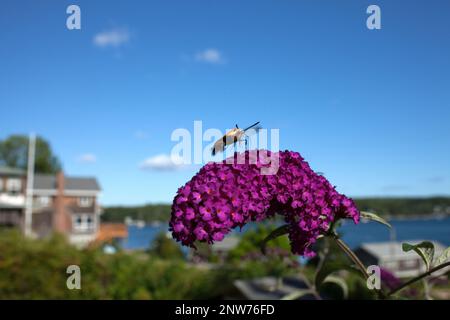 Baie de neige à ailes de neige se nourrissant du nectar, Downeast Maine Banque D'Images