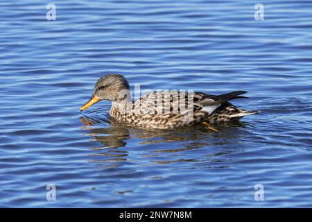 Gadwall (Mareca streppera / Anas streppera) femelle de canard dabbling nageant dans l'étang en hiver Banque D'Images