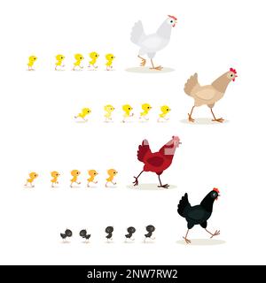 Ensemble poules de marche colorées avec poussins. Illustration vectorielle isolée sur fond blanc Illustration de Vecteur