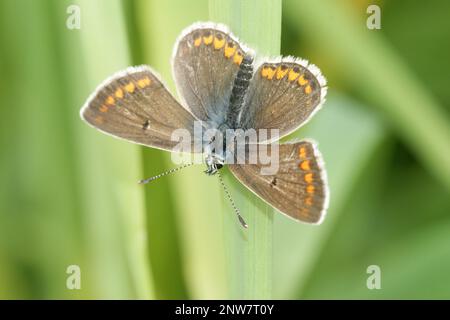 Gros plan naturel de papillon argus brun à queue d'argus, Aricia agestis, avec ailes ouvertes sur l'herbe Banque D'Images