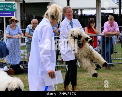 Femme paysanne porte des poignées de 1 brebis galeuses du Valais (blanc noir shaggy polaire) - Great Yorkshire Country Show, Harrogate, Angleterre, Royaume-Uni. Banque D'Images