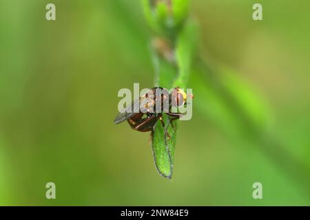 Gros plan naturel sur la forme impaire, la mouche à accouplement d'abeilles rouilleux, Sicus ferrugineus Banque D'Images