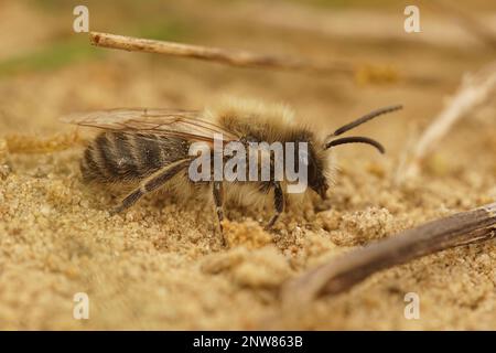 Gros plan naturel d'un mâle vernal colletes ou d'une abeille minière de printemps , Colletes cunicularius assis sur un sol sablonneux Banque D'Images