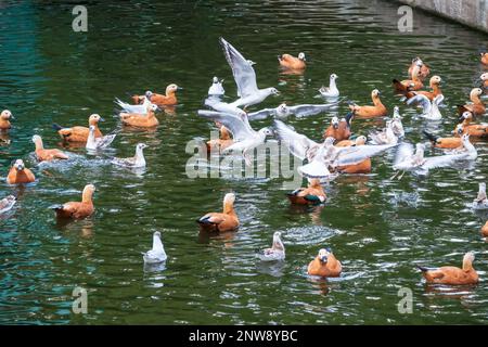 Un troupeau de canards de protection et de mouettes nagent dans l'eau. Groupe de canards de protection communs, Tadorna tadorna, et de mouettes qui passent à gué et fourragent dans les eaux peu profondes Banque D'Images