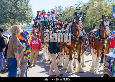 NEW ORLEANS, LA, États-Unis - 12 FÉVRIER 2023 : chevaux Clydesdale et chariot Anheuser Busch sur Napoleon Avenue pour le défilé de Mardi gras Banque D'Images