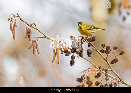Un siskin eurasien (Spinus spinus) qui se trouve dans un arbre en hiver. Banque D'Images