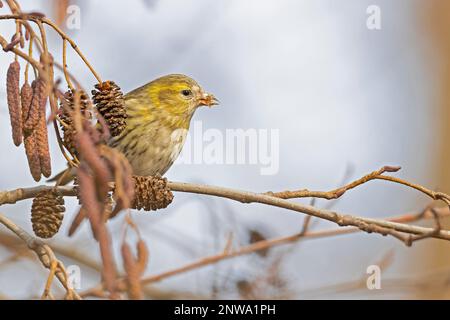 Un siskin eurasien (Spinus spinus) qui se trouve dans un arbre en hiver. Banque D'Images