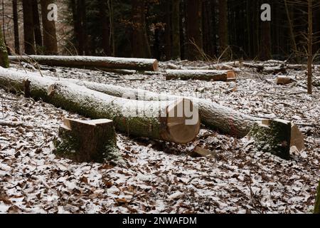 Une scène hivernale d'une forêt enneigée avec plusieurs billes disposées en rangée Banque D'Images