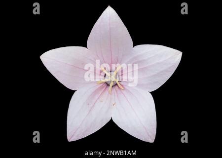 Platycodon grandiflorus fleur rose pâle isolée sur le noir. Banque D'Images