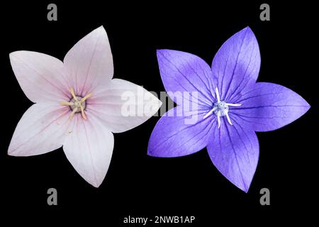 Platycodon grandiflorus fleurs rose pâle et violettes isolées sur le noir. Banque D'Images