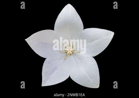 Platycodon grandiflorus fleur blanche isolée sur noir. Banque D'Images