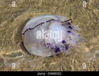 Grand méduse appelé POUMON DE MER qui nage dans l'eau peu profonde près de la rive Banque D'Images