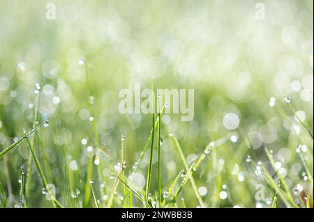 Photo macro de gouttes d'eau sur des brins d'herbe, bokeh de la rosée du matin, décor verdoyant Banque D'Images