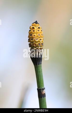 Equisetum hyemale, communément appelé Horsetail rugueux, ruse à récurer ou horsetail à éponges, plante médicinale sauvage de Finlande Banque D'Images