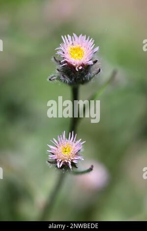 Erigeron acrys, également appelé Erigeron acer, communément connu sous le nom de Blue Fleabane ou amer Fleabane, plante à fleurs sauvage de Finlande Banque D'Images