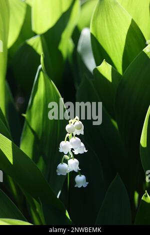 Lily de la vallée, Convallaria majalis, fleur sauvage de Finlande Banque D'Images