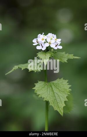 Alliaria petiolata, connue sous le nom de moutarde à l'ail, racine d'ail, ail de couverture, Penny hedge ou pauvre homme moutarde, plante médicinale sauvage de Finlande Banque D'Images