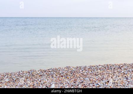 Concept d'été avec une plage, coquillages. Coquillages et sur une plage de mer sauvage dans les rayons du soleil couchant, se concentrer en premier plan. Banque D'Images